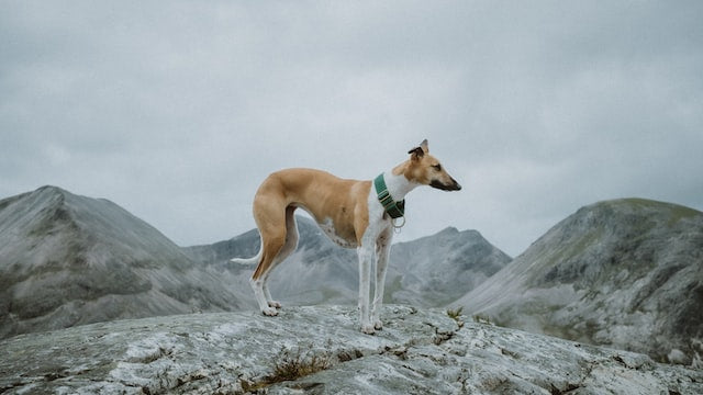 The History and Characteristics of the Whippet Dog Breed