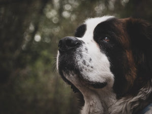 10 Reasons Why St. Bernards Are the Perfect Dogs for Families