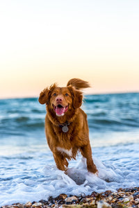 5 Simple Ways to Keep Your Dog Active and Healthy