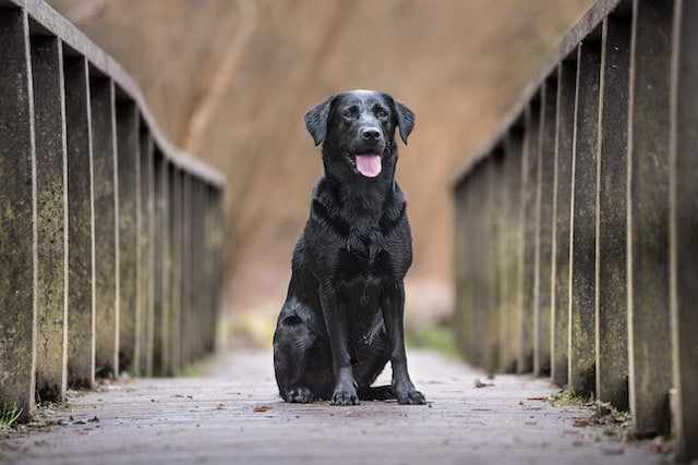 The History and Characteristics of the Labrador Dog Breed