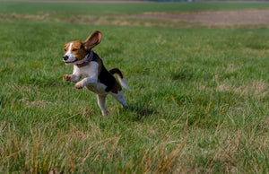 The History and Characteristics of the Beagle Dog Breed