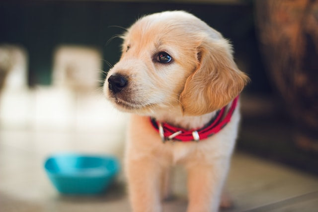 Training Your Puppy: What to Expect with All Breeds