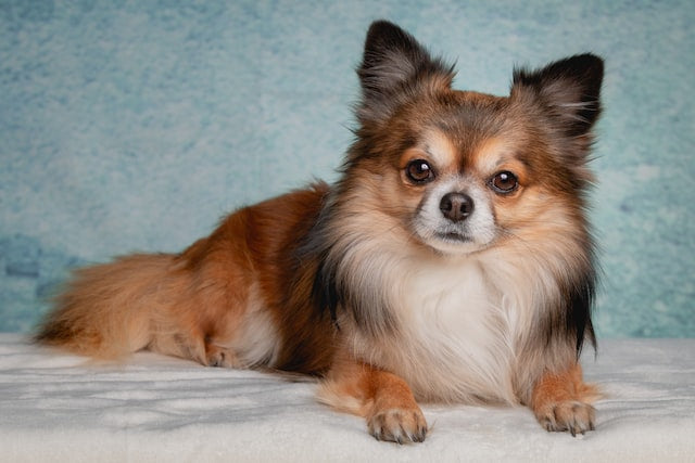 The History and Characteristics of the Chihuahua Dog Breed