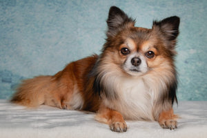 The History and Characteristics of the Chihuahua Dog Breed