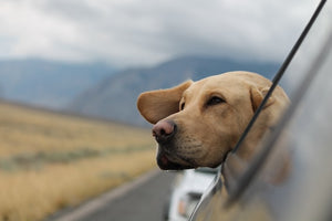 Travelling with Your Dog: Tips for a Safe and Fun Journey