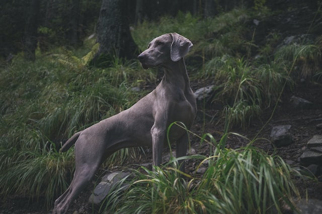 The History and Characteristics of the Weimaraner Dog Breed