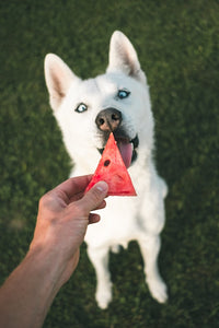 Can Dogs Eat Watermelon? Here's What You Need to Know