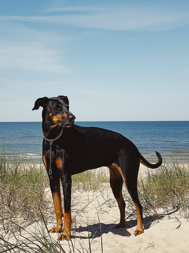 10 Reasons Why Dobermans Make Great Family Dogs