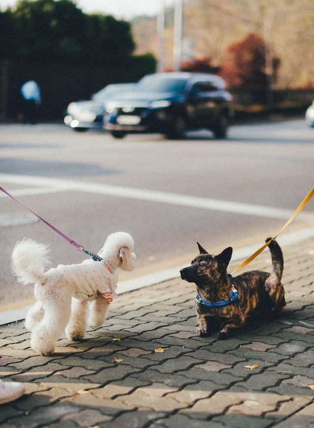 How to Train Different Dog Breeds to Walk Nicely on a Leash