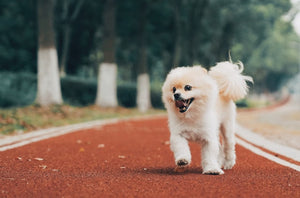 5 Simple Tips to Keep Your Dog Happy and Healthy