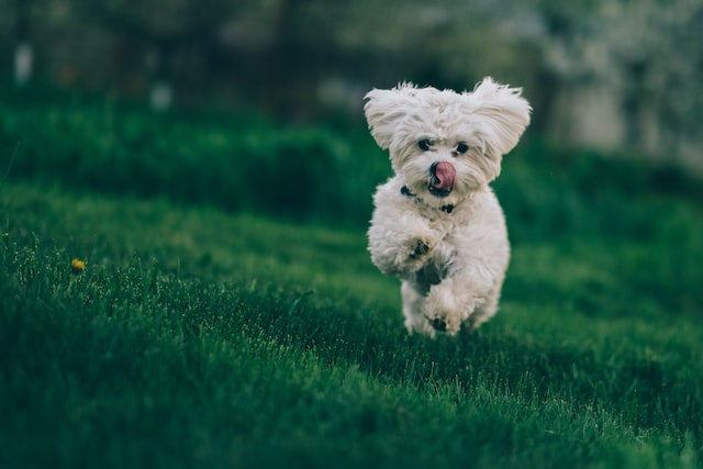 Discover the Woof-tastic World of Dogs: 5 Fun Facts About Man's Best Friend