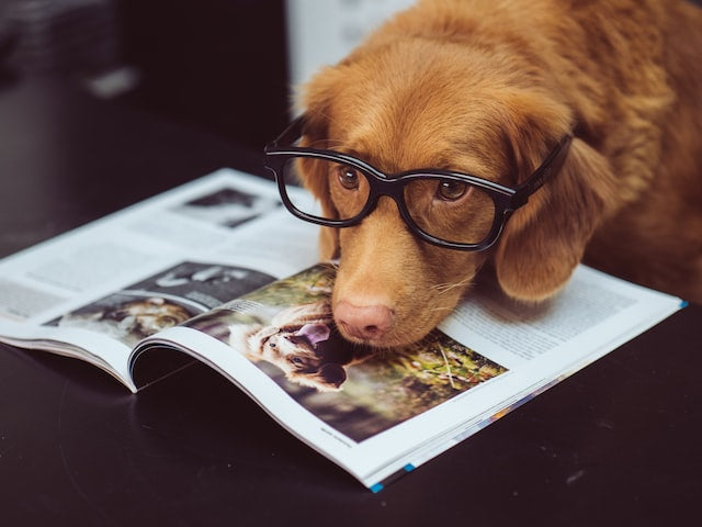 The Most Intelligent Dog Breeds and How to Train Them