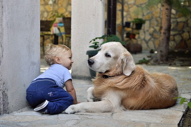 10 Best Breeds for Families with Children