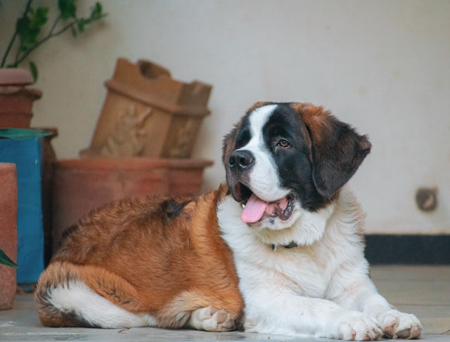 The History and Characteristics of the Saint Bernard Dog Breed