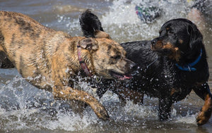 Mixed Breeds vs. Purebreds: What's the Difference?