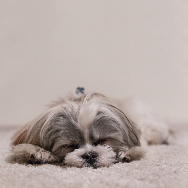 10 Surprising Ways Dogs Sleep