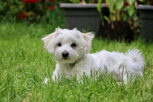 The History and Characteristics of the Maltese Dog Breed