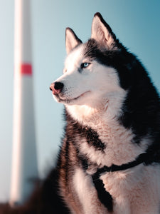 The Top 10 Reasons Huskies Make Great Pets