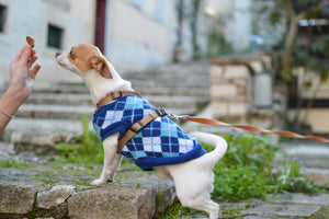 The Unbreakable Bond: Exploring the Enchanting World of Dogs